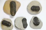Lot: Assorted Devonian Trilobites - Pieces #119913-2